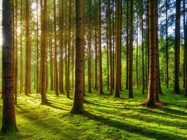 Изумрудный лес