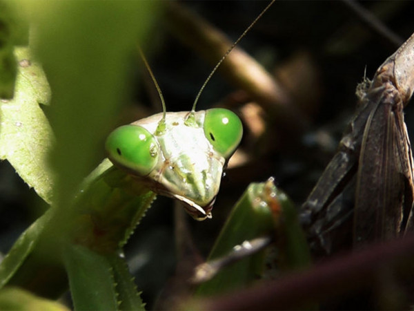 Первая тройка самых опасных животных