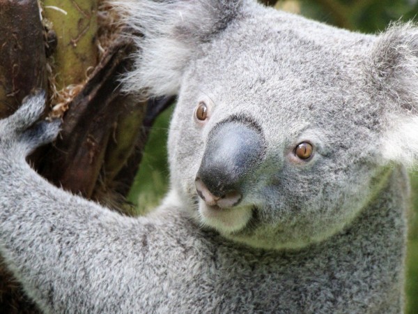 Зверята-работяги