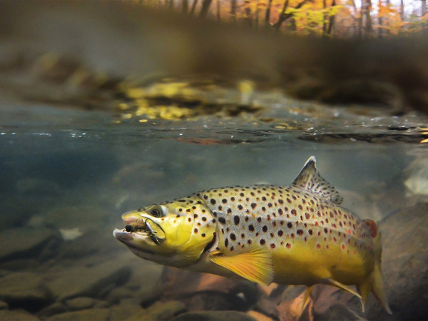 Пузанов ловит