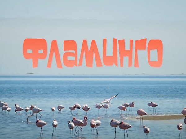Фламинго