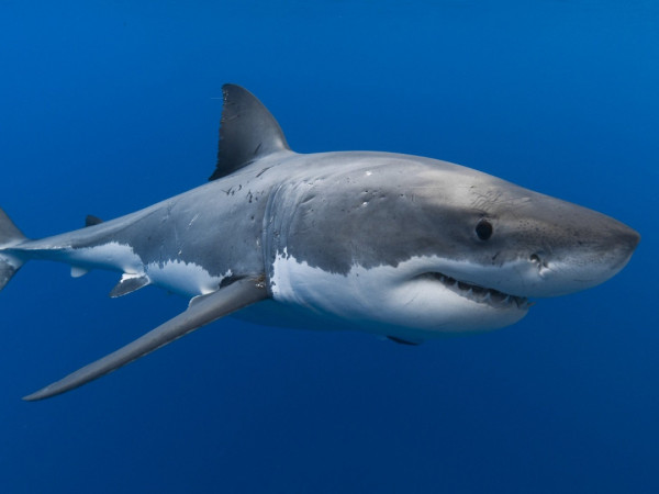 Акулы севера