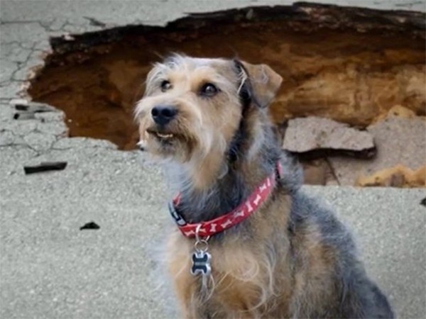 Рободог: Аэропёс