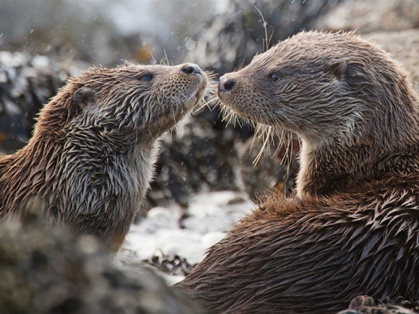 Шетландские выдры. Удивительная история одной семьи