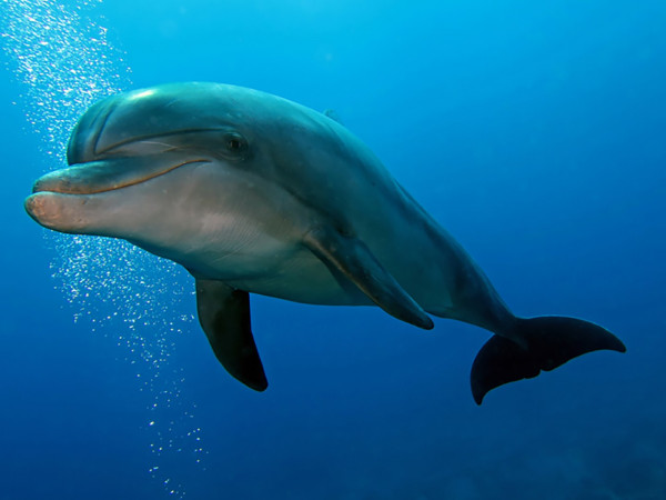 Спецназ животного мира (2)