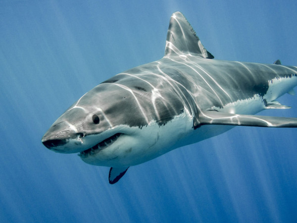 Акулы. Признание в любви (2)