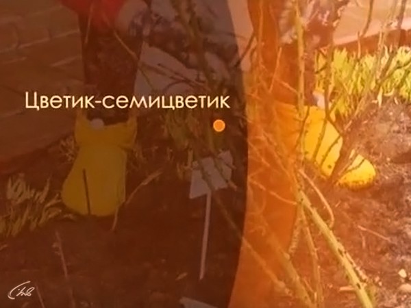 Цветик-семицветик