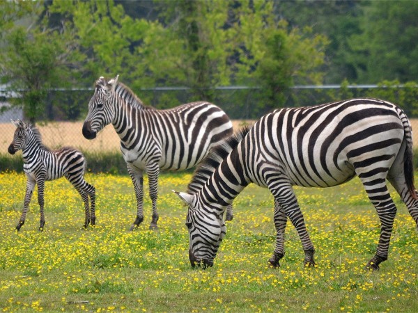 Зебры: звёзды в полоску