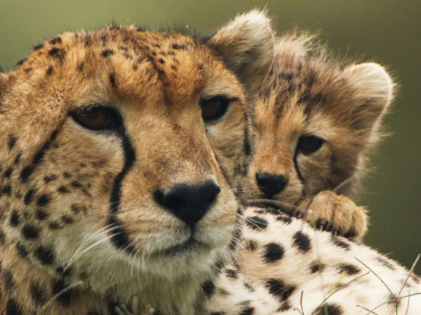 Судьба гепарда