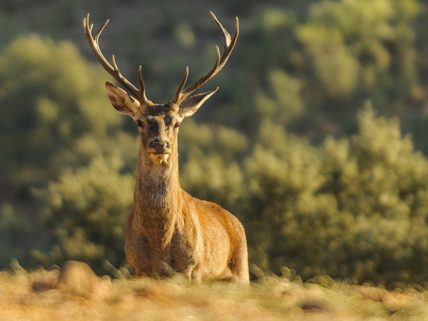 Я — лучший благородный олень (2)