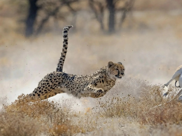 Хищники: правила игры