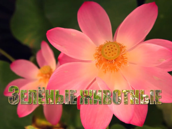 Зеленые животные (2)