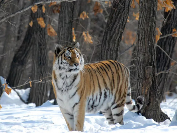 Дикие тигры России