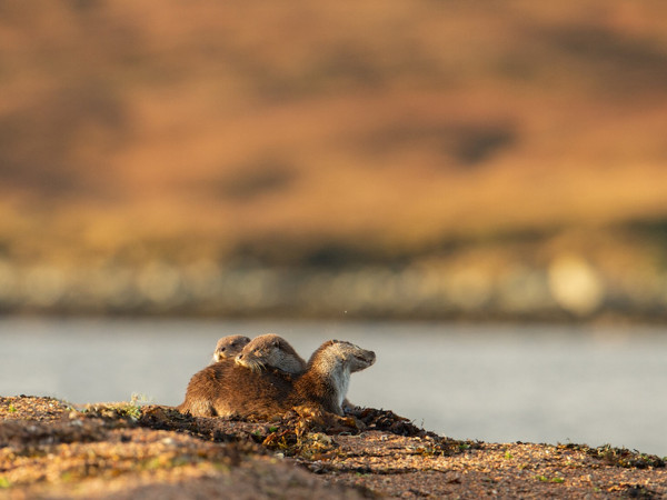Выдры Шетландских островов