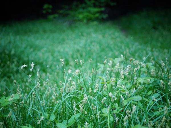 Лесной призрак