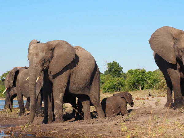Африканская служба спасения