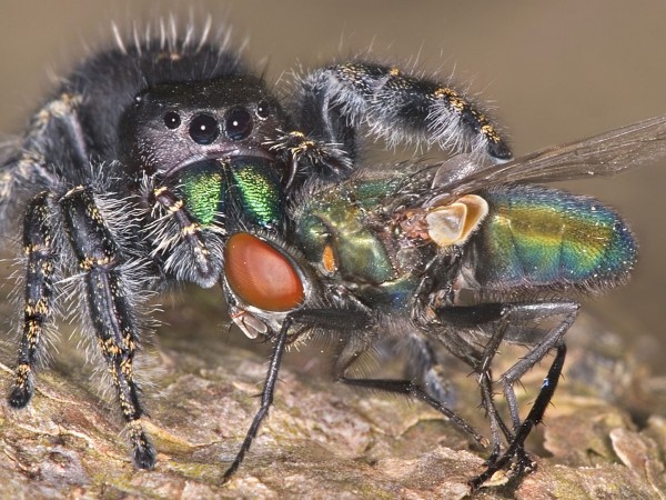 Самые опасные убийцы