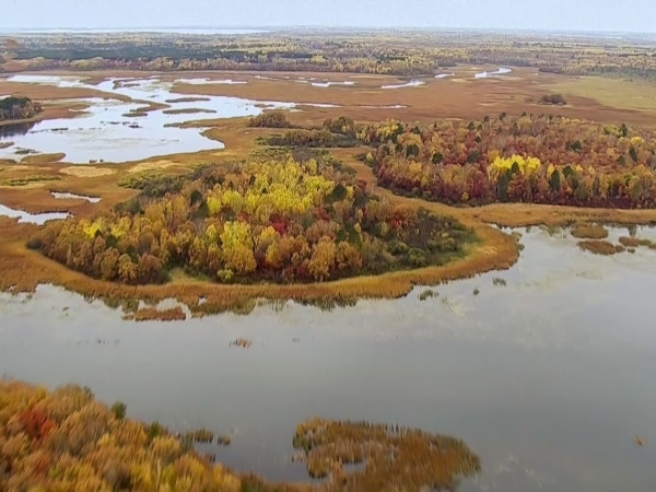 Дикая природа Миссисипи