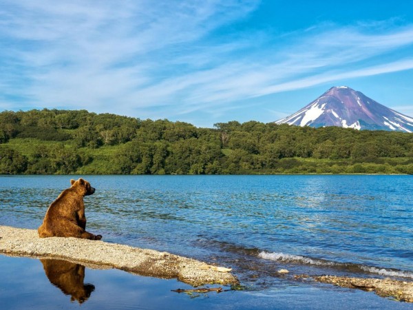 Заповедное. Медведь и его нерка