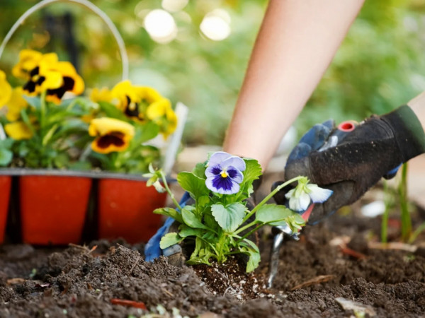Секреты идеального сада (2)
