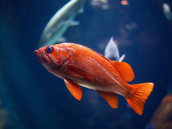 Рыбацкий ящик