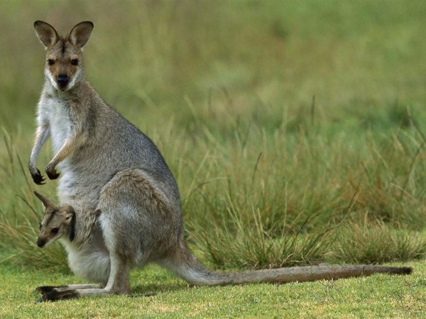 Страна кенгуру