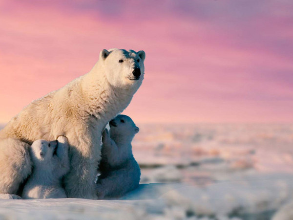 Ледяное побережье