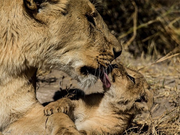 Кошачья душа