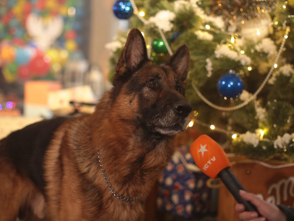 Новогодний пёс