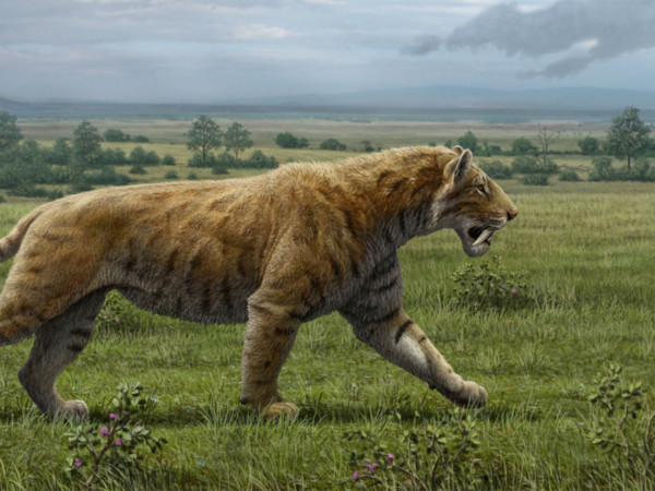 Эра больших кошек