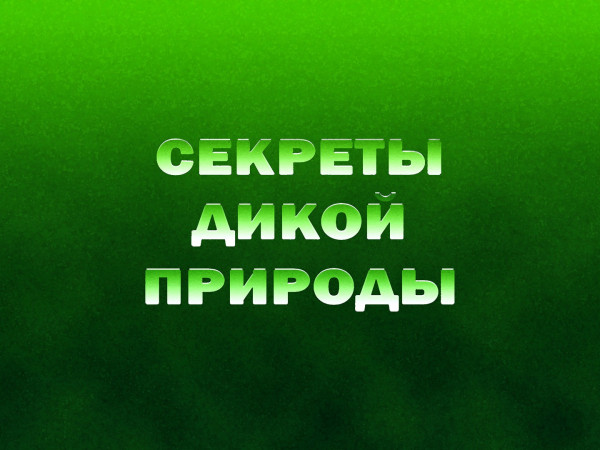 Секреты дикой природы