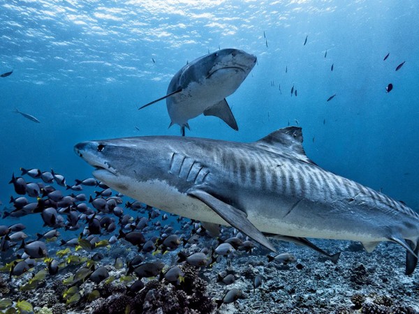 Подводная вселенная (2)