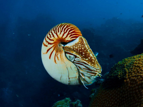 Таинственный мир моллюсков (2)