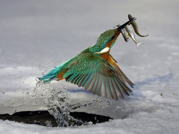 Рыболовный мир Максима Воропай