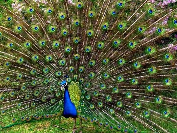 Основной инстинкт. Продолжение рода