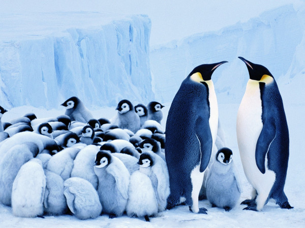 На морском дне