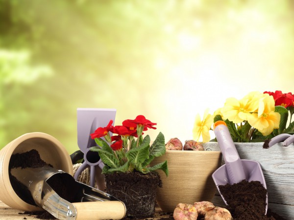 Зеленая передача