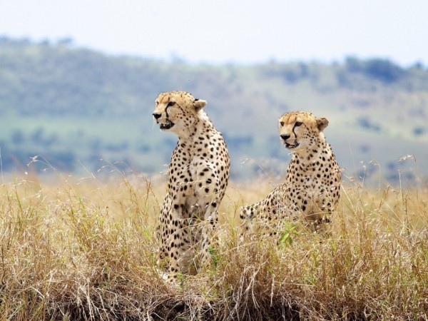 Родословные хищников