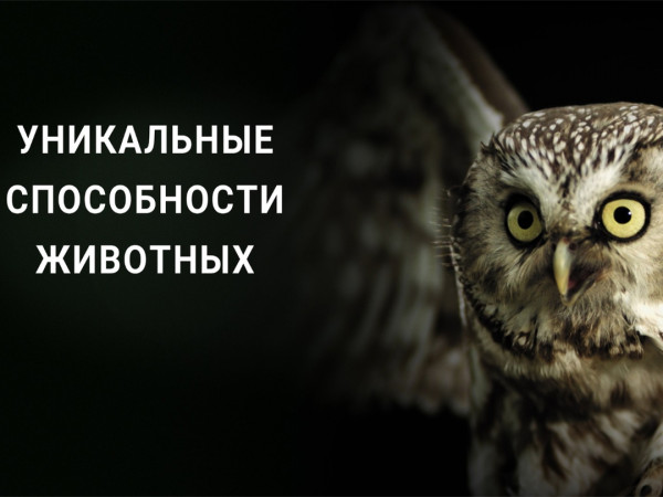 Уникальные способности животных (2)