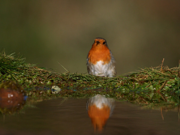Птицы: хозяева стихий (2)