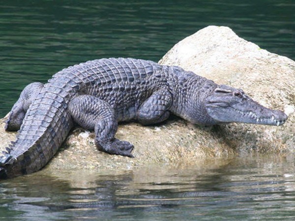 Царство крокодилов