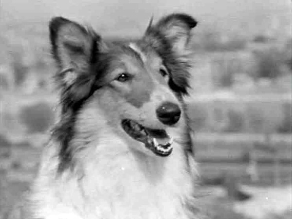 Дай лапу, Друг (6)