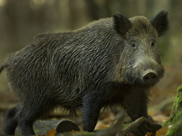 Кабан по соседству