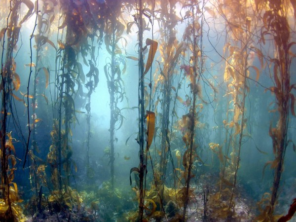 Подводные леса ламинарии