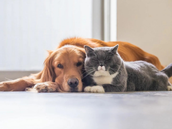 Кошки против собак