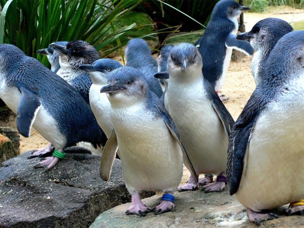 Остров любви маленьких пингвинов (2)