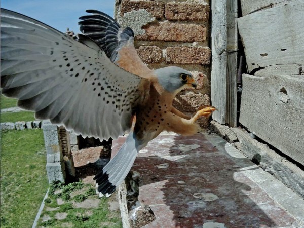 Незваные гости