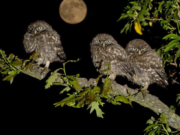 Совы — повелители ночи