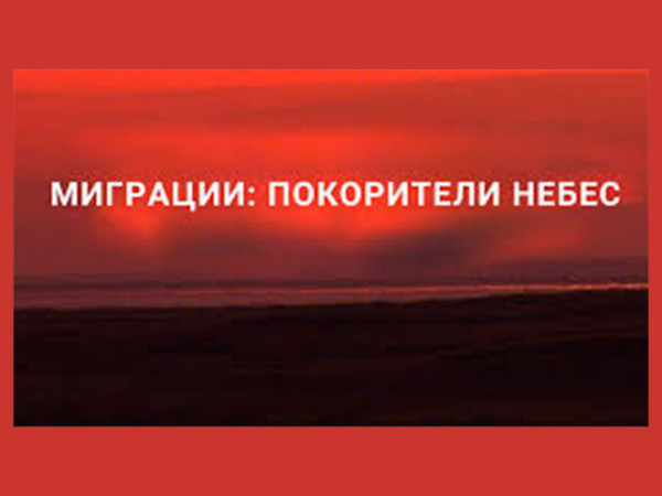 Миграции: покорители небес