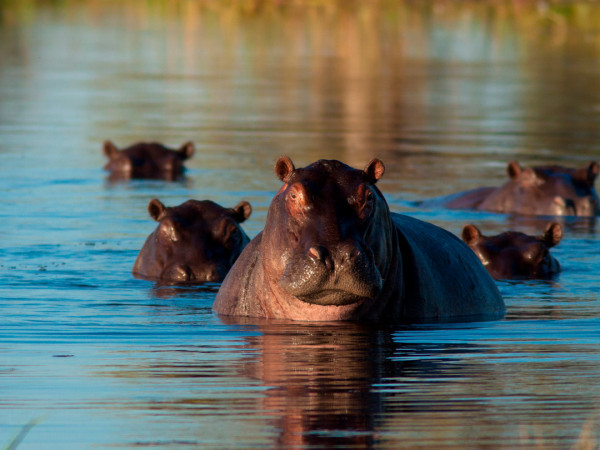 Выжить в дикой природе (2)